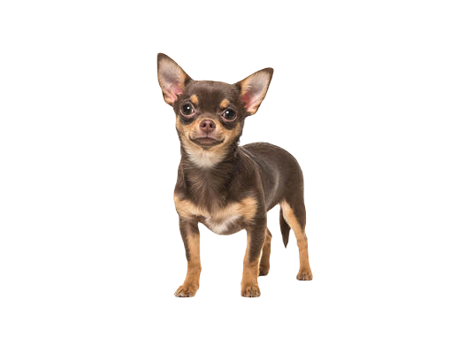 ชิวาวา (Chihuahua)